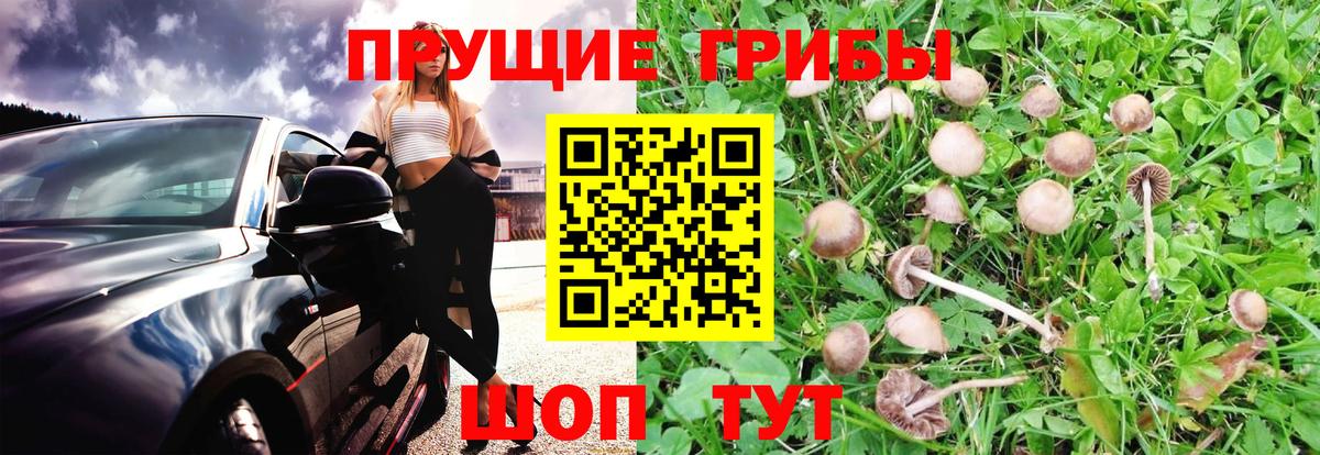 Псилоцибиновые грибы Cubensis Гатчина